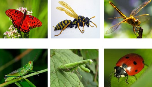 Phân loại các loài côn trùng theo hình thức phát triển